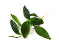 Philodendron "Santiago Mini"