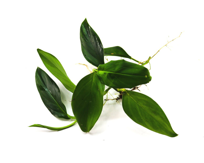 Philodendron "Santiago Mini"