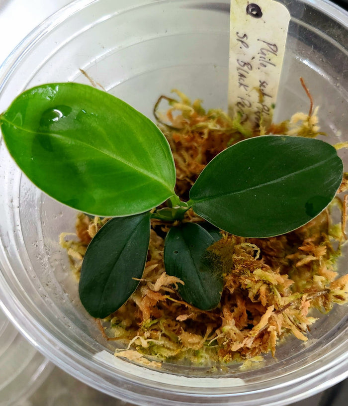 Philodendron sect. pteromischum "Black Peru"
