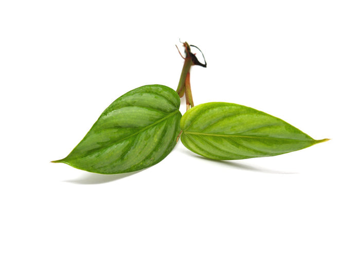 Philodendron ‘Sodirini’