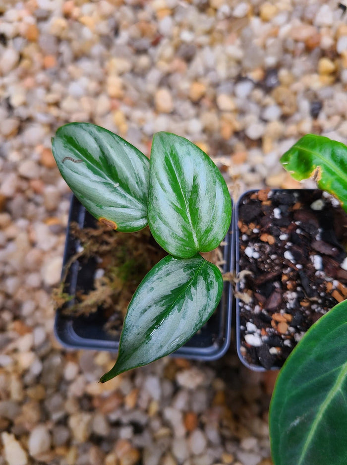 Philodendron ‘Sodirini’ image 2