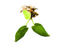 Philodendron sp. Corrugatum