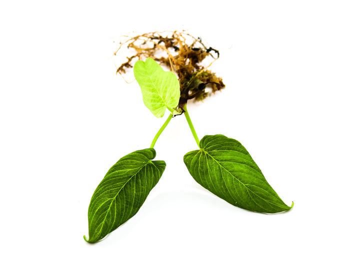 Philodendron sp. Corrugatum