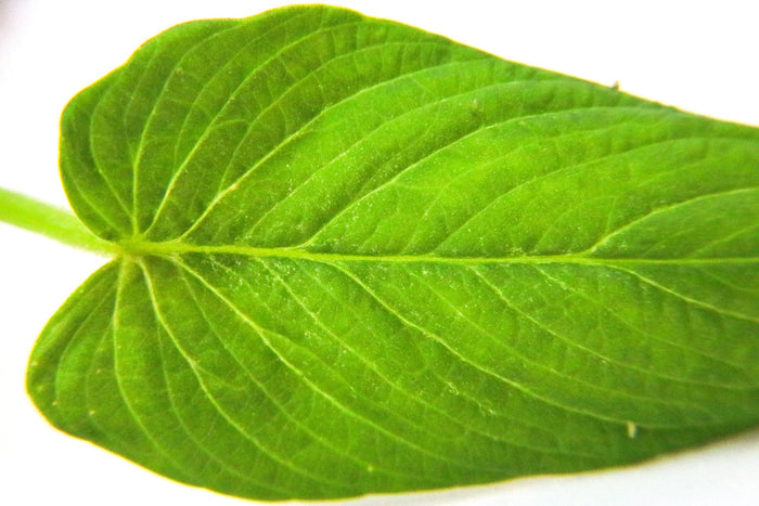 Philodendron sp. Corrugatum image 2