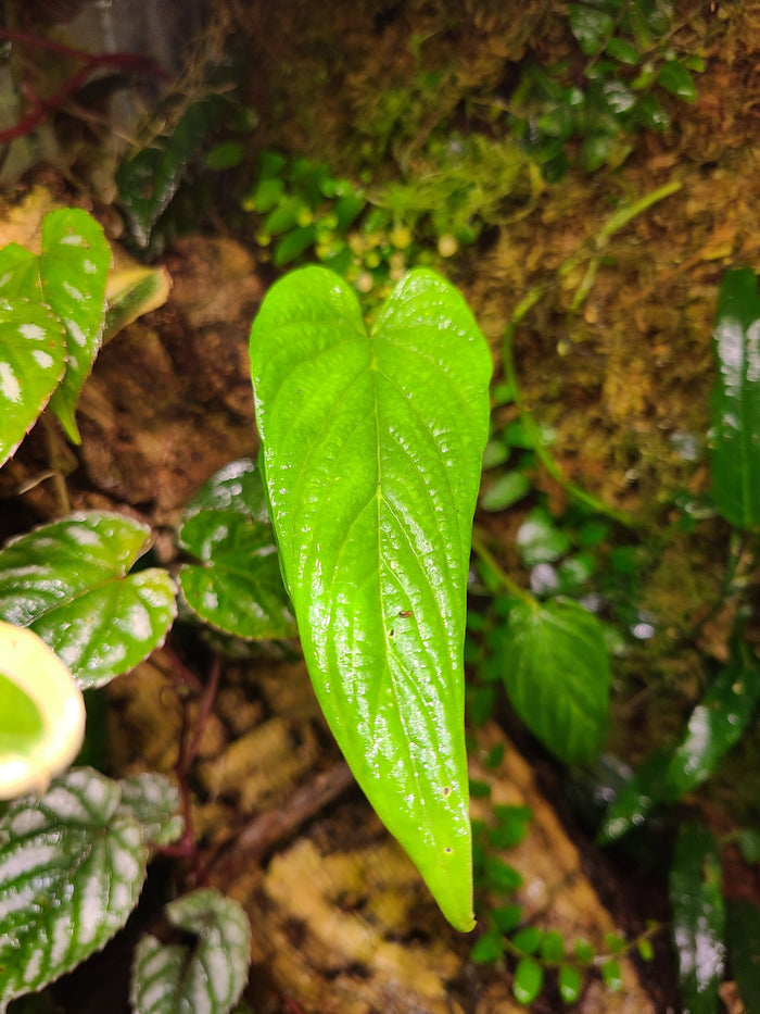 Philodendron sp. Corrugatum image 3
