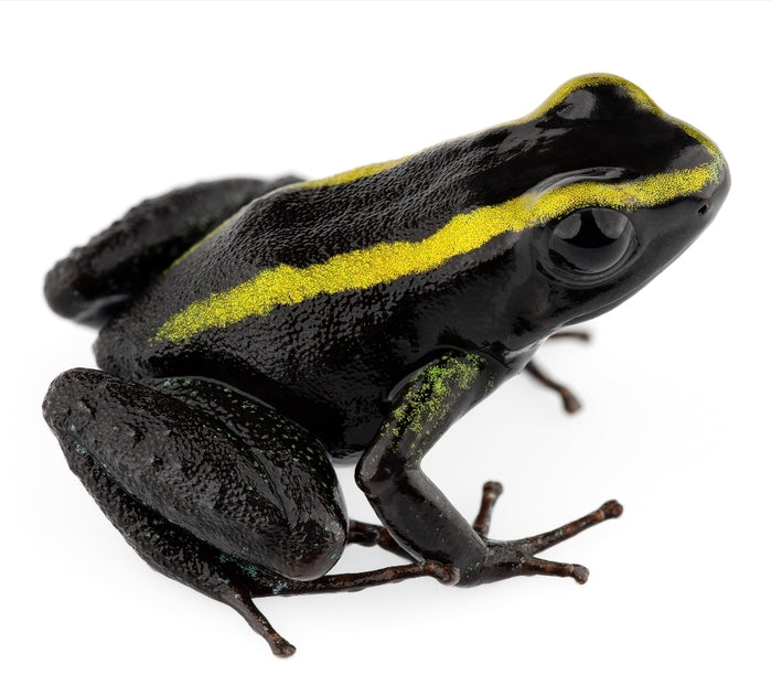 Phyllobates aurotaenia "Yellow"