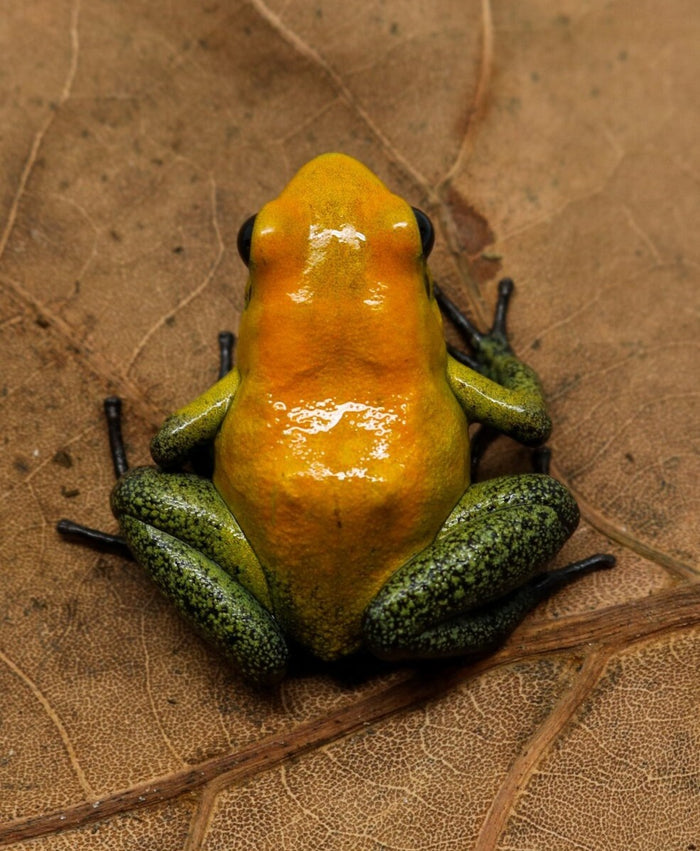 Phyllobates bicolor image 2