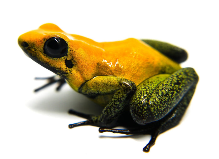 Phyllobates bicolor image 3