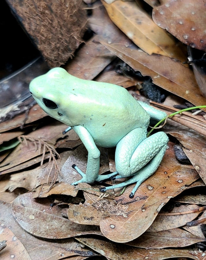 Phyllobates terribilis "Mint" image 2
