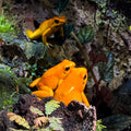 Phyllobates terribilis "Orange" Tadpole
