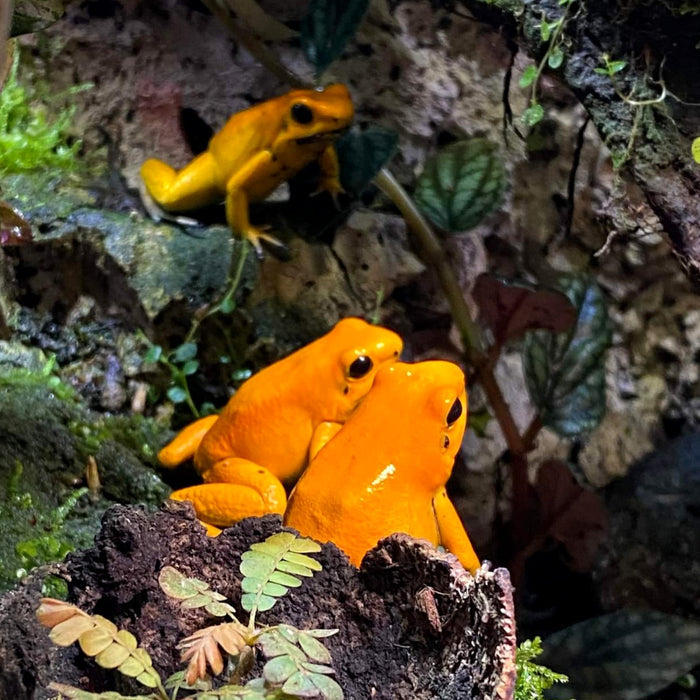Phyllobates terribilis "Orange" Tadpole