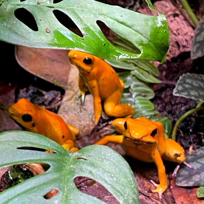 Phyllobates terribilis "Orange" Tadpole image 2
