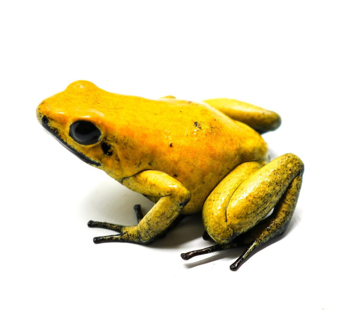 Phyllobates terribilis "Yellow" Tadpole