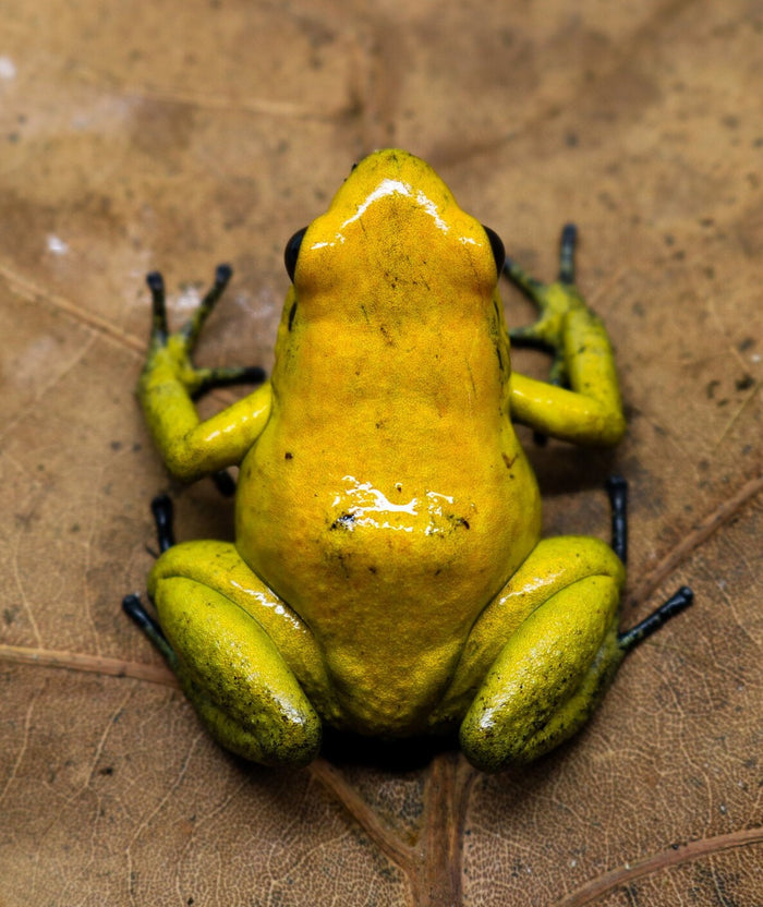Phyllobates terribilis "Yellow" Tadpole image 2