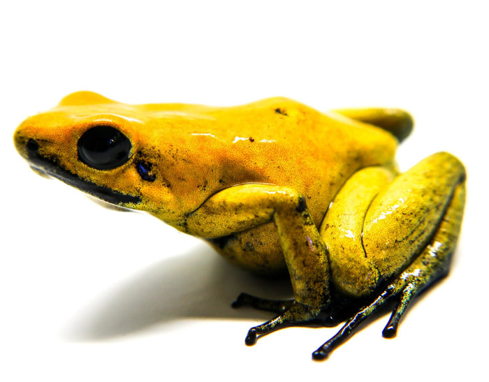 Phyllobates terribilis "Yellow" Tadpole image 3