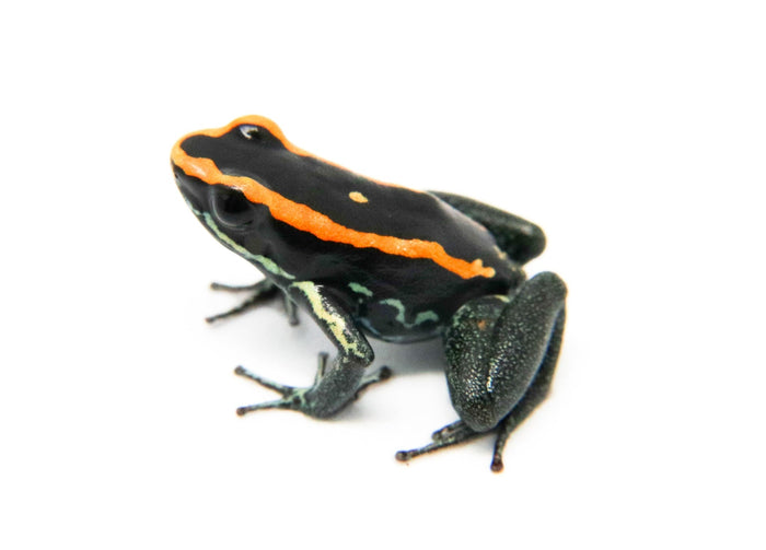 Phyllobates vittatus Tadpole