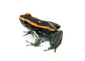Phyllobates vittatus Tadpole