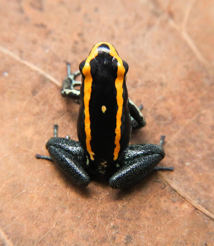 Phyllobates vittatus Tadpole image 2