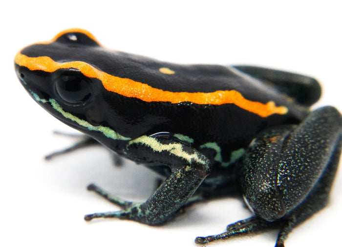 Phyllobates vittatus Tadpole image 3