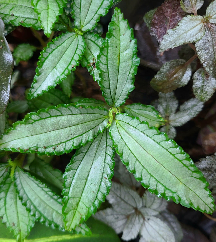 Pilea sp. Chartreuse Ecuador image 2