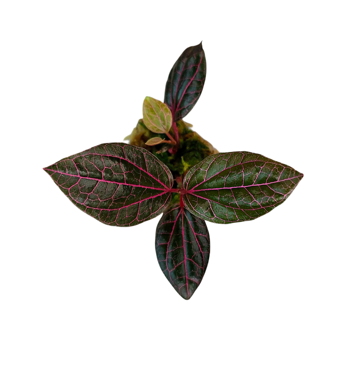 Piper sp. Dark Pink