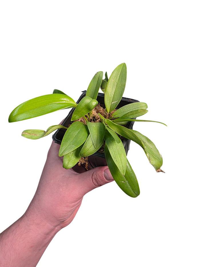 Pleurothallis kelsoae