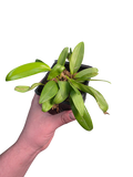 Pleurothallis kelsoae