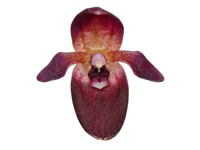 Pleurothallis kelsoae