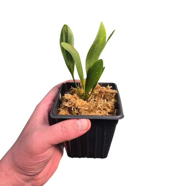 Pleurothallis medinae