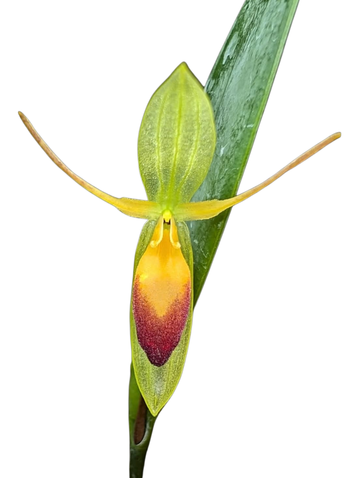 Pleurothallis medinae
