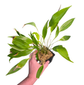 Pleurothallis ruscaria