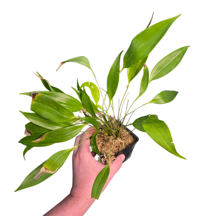 Pleurothallis ruscaria