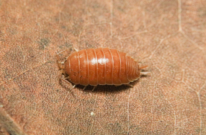 Porcellio laevis “Orange"