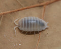 Porcellio leavis "White"