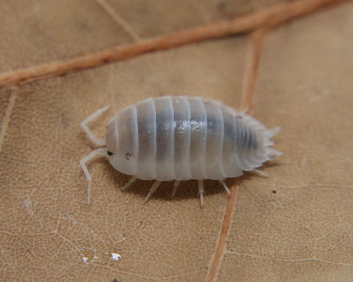 Porcellio leavis "White"