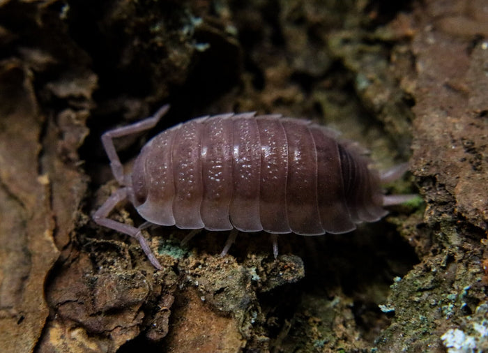 Porcellio scaber "Ghost"