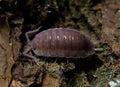 Porcellio scaber "Ghost"