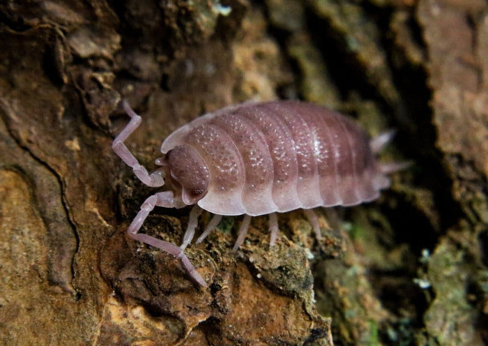 Porcellio scaber "Ghost" image 2