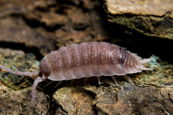 Porcellio scaber "Ghost" image 3