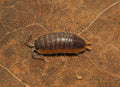 Porcellio sp. “Morocco”