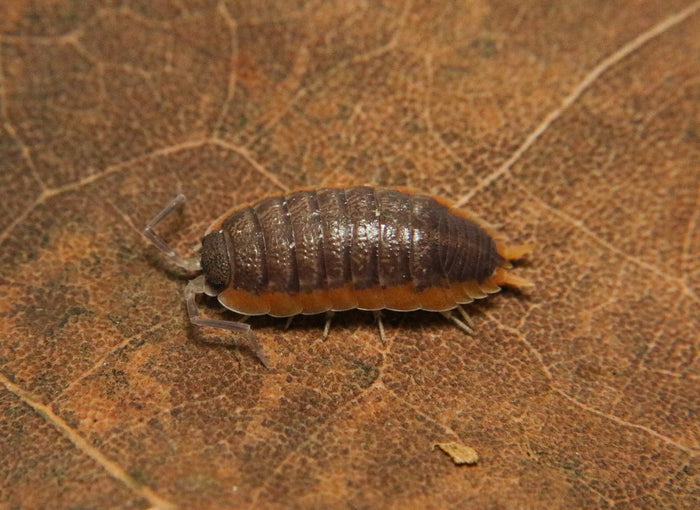Porcellio sp. “Morocco”