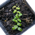 Pothos sp