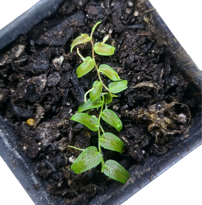 Pothos sp