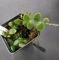 Pyrrosia nummularifolia