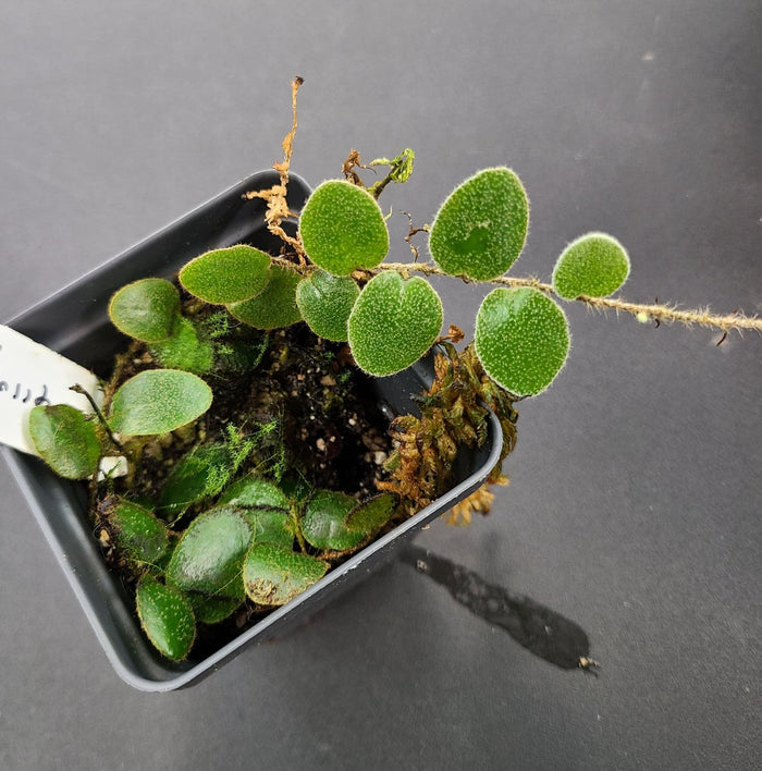 Pyrrosia nummularifolia