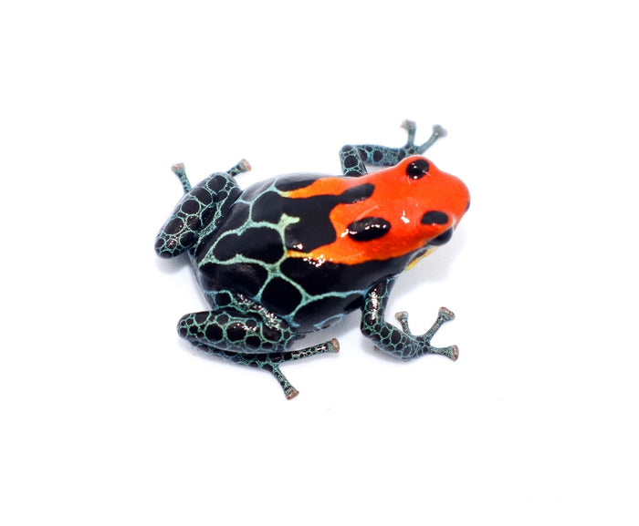 Ranitomeya amazonica "Arena Blanca"