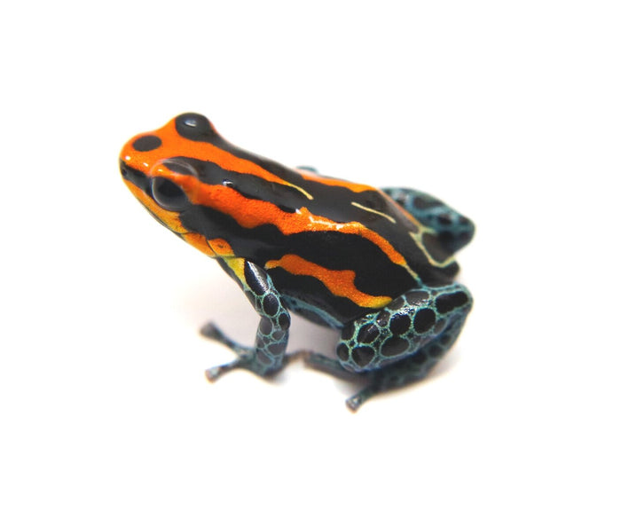 Ranitomeya amazonica "Red" Tadpole