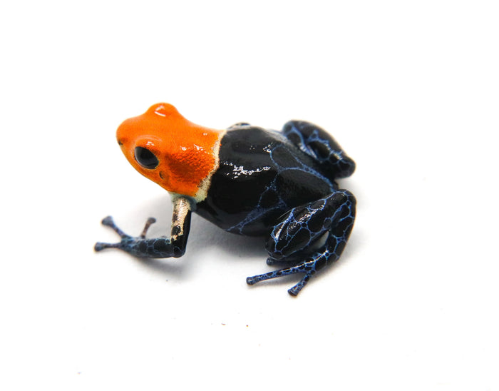 Ranitomeya fantastica "True Nominal"