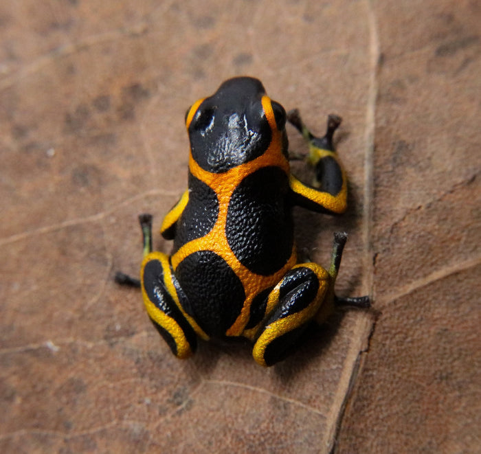 Ranitomeya imitator "Banded" image 2