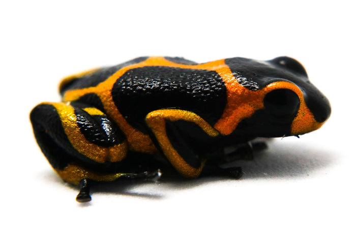 Ranitomeya imitator "Banded" image 3